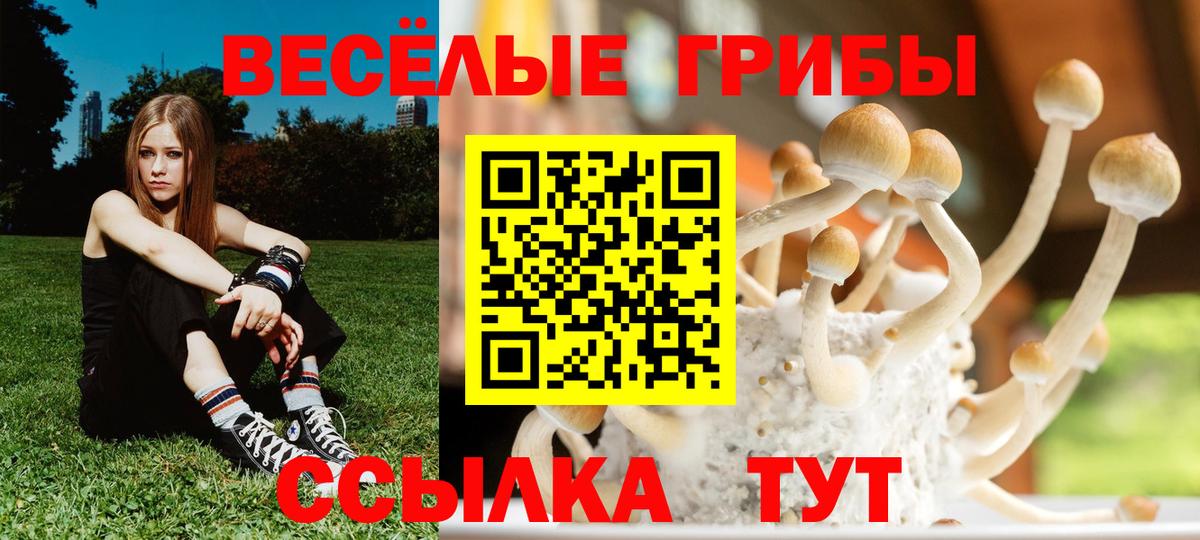 Псилоцибиновые грибы Cubensis Сорочинск