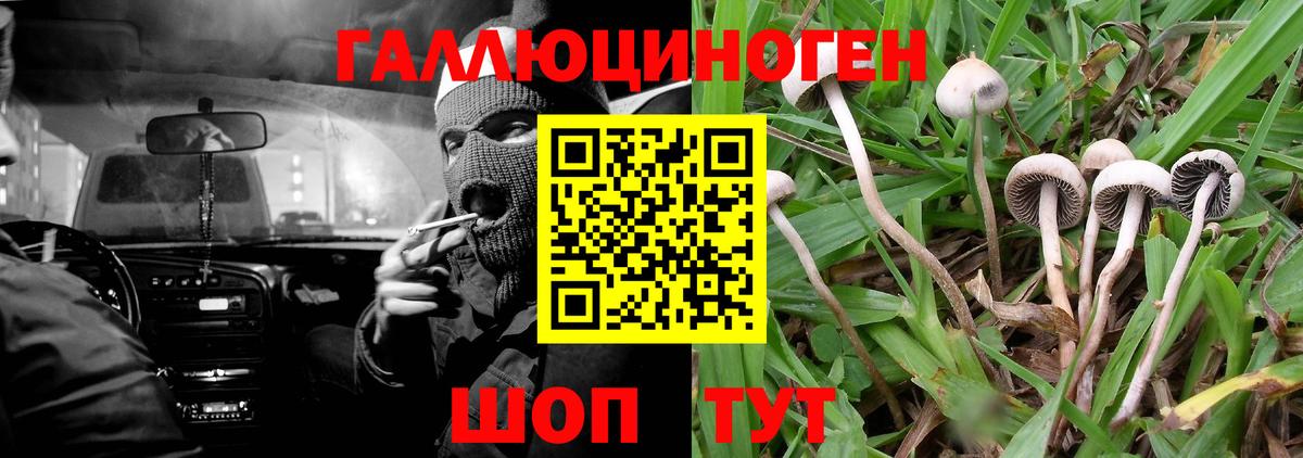 Псилоцибиновые грибы Psilocybe Сорочинск